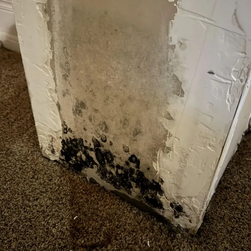 Professional Mold Removal in Clovis, NM